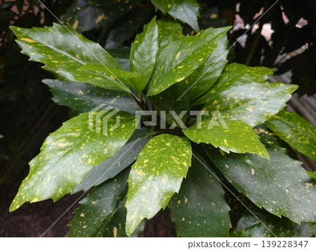 青木 (Aucuba japonica) 青木 (Aucuba japonica) 139228347