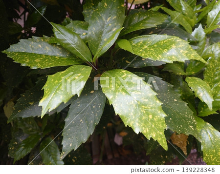 青木 (Aucuba japonica) 青木 (Aucuba japonica) 139228348