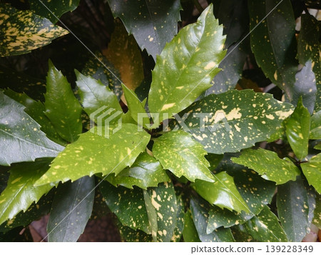 青木 (Aucuba japonica) 139228349