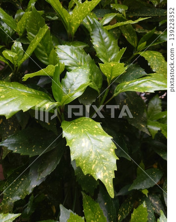 青木 (Aucuba japonica) 139228352