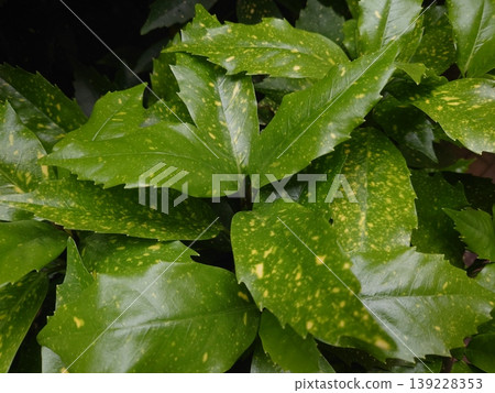 青木 (Aucuba japonica) 139228353