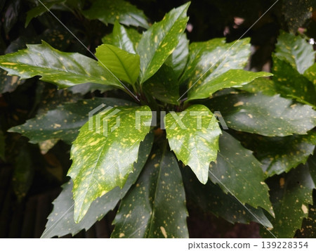 Aoki (Aucuba japonica) Aoki (Aucuba japonica) 139228354