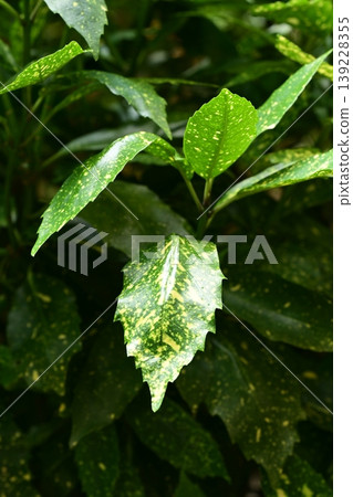 Aoki (Aucuba japonica) Aoki (Aucuba japonica) 139228355