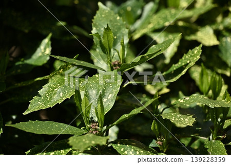 青木 (Aucuba japonica) 青木 (Aucuba japonica) 139228359