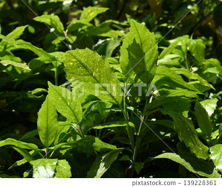 青木 (Aucuba japonica) 139228361