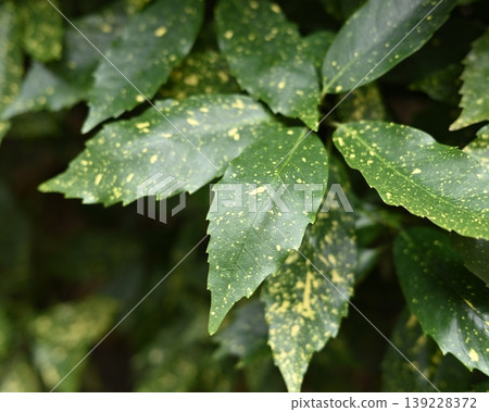 Aoki (Aucuba japonica) Aoki (Aucuba japonica) 139228372