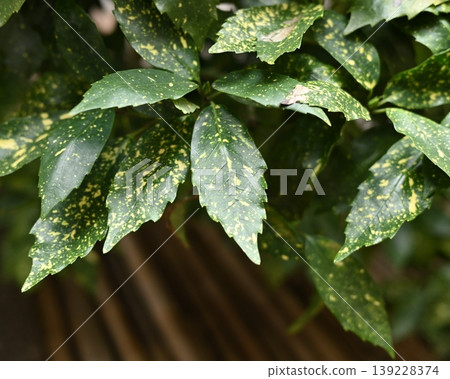 青木 (Aucuba japonica) 139228374