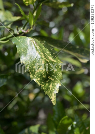 青木 (Aucuba japonica) 青木 (Aucuba japonica) 139228375