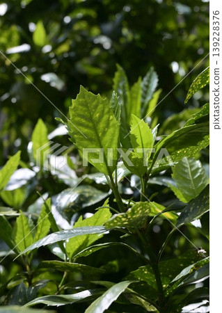 Aoki (Aucuba japonica) Aoki (Aucuba japonica) 139228376