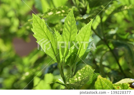 青木 (Aucuba japonica) 139228377