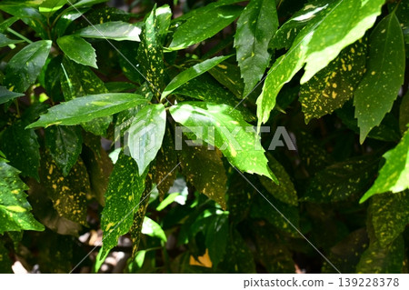 Aoki (Aucuba japonica) Aoki (Aucuba japonica) 139228378