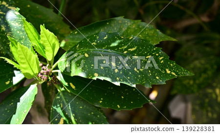 青木 (Aucuba japonica) 139228381