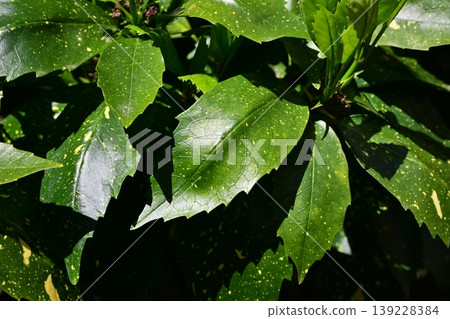 青木 (Aucuba japonica) 青木 (Aucuba japonica) 139228384