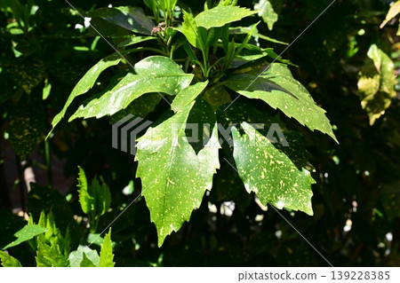 青木 (Aucuba japonica) 青木 (Aucuba japonica) 139228385