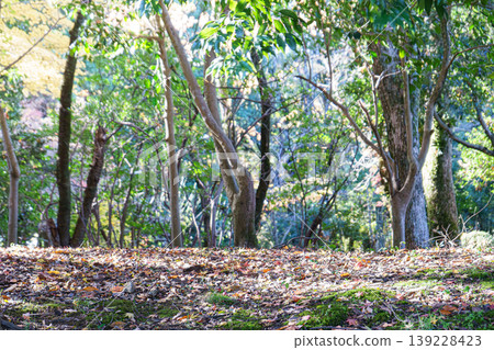 A refreshing forest bathed in sunlight 139228423