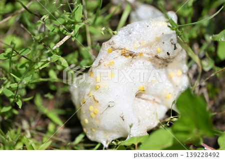 Egg mass of Schlegel bird Egg mass of Schlegel bird 139228492