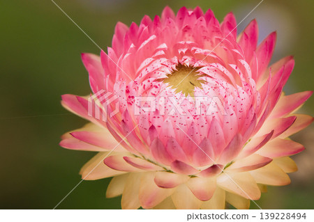 麥稈菊的花朵閃耀著螢光橙色和粉紅色的光芒。 139228494
