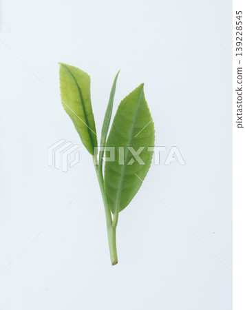 Tea leaves (studio photography) Tea leaves (studio photography) 139228545