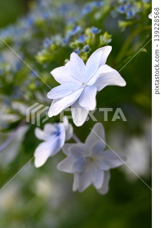 繡球花(非常適合與雨季等相關的圖片) 繡球花(非常適合與雨季等相關的圖片) 139228568