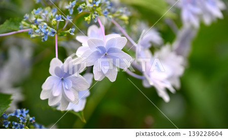 Hydrangeas (Perfect for images related to the rainy season, etc.) Hydrangeas (Perfect for images related to the rainy season, etc.) 139228604