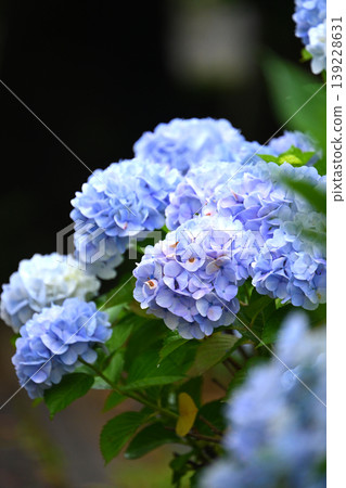 Hydrangeas (Perfect for images related to the rainy season, etc.) 139228631