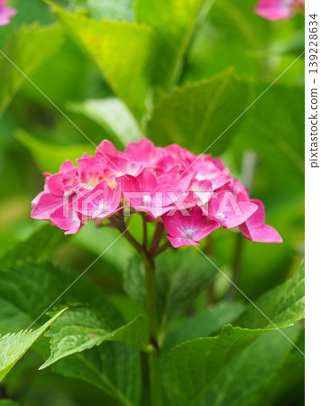 Hydrangeas (Perfect for images related to the rainy season, etc.) 139228634