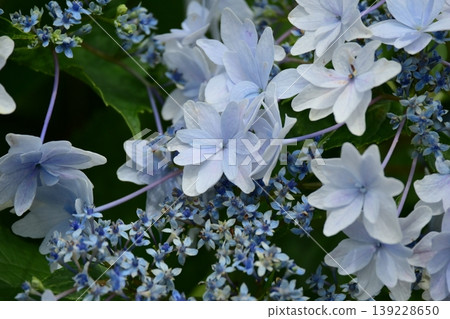 Hydrangeas (Perfect for images related to the rainy season, etc.) Hydrangeas (Perfect for images related to the rainy season, etc.) 139228650