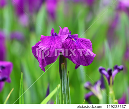 Japanese iris Japanese iris 139228887