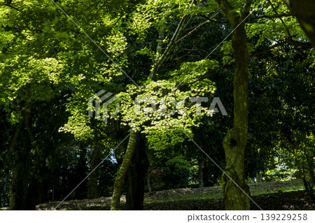 The beautiful greenery of the new green season The beautiful greenery of the new green season 139229258
