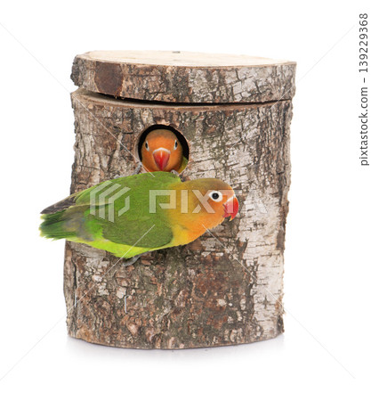 bird nest box and lovebird bird nest box and lovebird 139229368