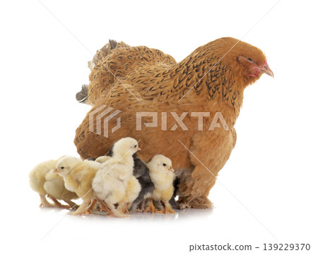 brahma chicken and chicks brahma chicken and chicks 139229370