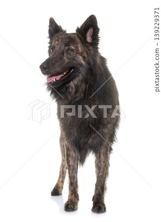 Dutch Long haired shepherd 139229371