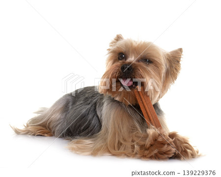 yorkshire terrier gnawing a bone 139229376
