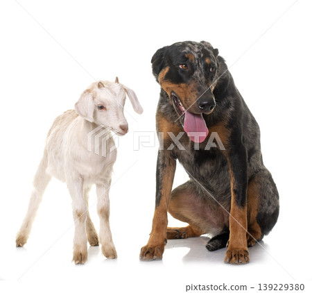 beauceron and kid beauceron and kid 139229380