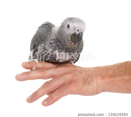 baby gray parrot baby gray parrot 139229393
