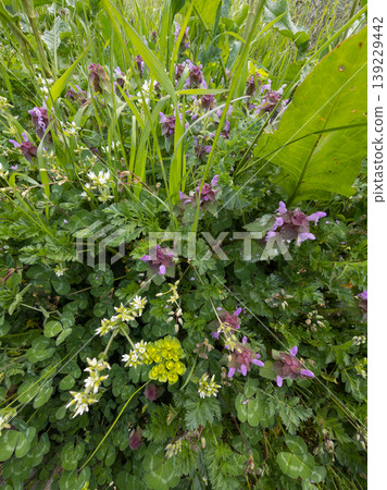 wild spring flowers including purple dead-nettle and yellow blossoms. 139229442