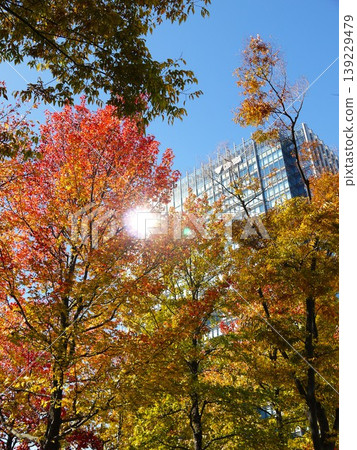 High-rise buildings surrounded by autumn leaves High-rise buildings surrounded by autumn leaves 139229479