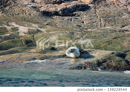 Navy seal bask on the rocky shore at sunset in Teriberka, Murmansk region, Russia 139229544