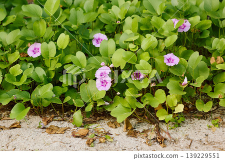 the territory of a luxury resort in the Maldives surrounded by greenery at sunset, neat paths, flowers 139229551