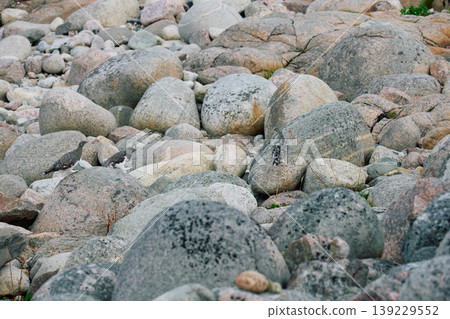 barely noticeable partridges jump on the rocks in the coast of the Barents Sea at sunset, the rocky shore with colourful arctic carpet of moss, yagel, Tundra at autumn, Russia, Murmansk region 139229552