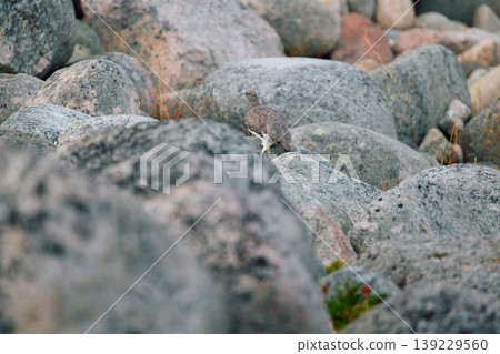 barely noticeable partridges jump on the rocks in the coast of the Barents Sea at sunset, the rocky shore with colourful arctic carpet of moss, yagel, Tundra at autumn, Russia, Murmansk region barely noticeable partridges jump on the rocks in the coast of the Barents Sea at sunset, the rocky shore with colourful arctic carpet of moss, yagel, Tundra at autumn, Russia, Murmansk region 139229560