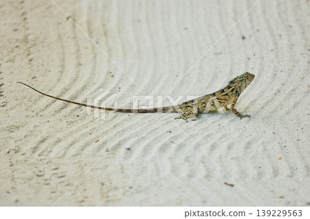 A beautiful multicolored lizard on the white sand of the Maldives island, posing for the camera A beautiful multicolored lizard on the white sand of the Maldives island, posing for the camera 139229563