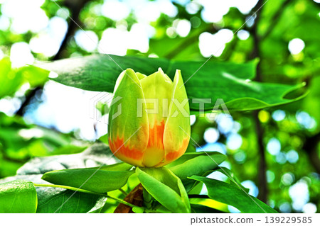 Red and yellow tulip flowers (spring, April) Red and yellow tulip flowers (spring, April) 139229585