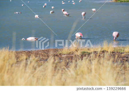 Tranquil flock of pink flamingo wildlife feeding in beautiful nature lake of Bolivia Tranquil flock of pink flamingo wildlife feeding in beautiful nature lake of Bolivia 139229666
