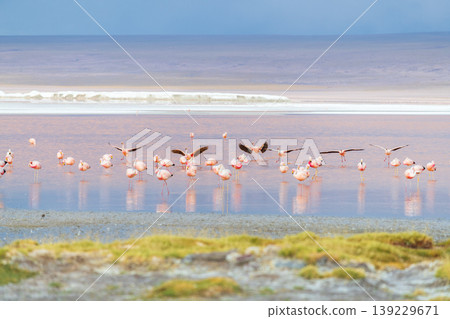 Beautiful flock of flamingo flying over red Laguna Colorada in Bolivia 139229671