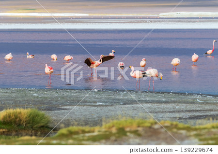 Peaceful flamingos wading in shallow water at Laguna Colorada Bolivia Peaceful flamingos wading in shallow water at Laguna Colorada Bolivia 139229674