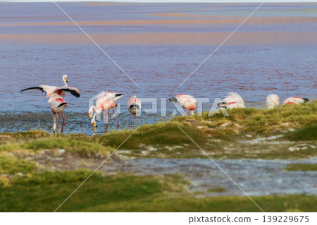 Playful flamingo bird wildlife at Laguna Colorada lake in Bolivia Playful flamingo bird wildlife at Laguna Colorada lake in Bolivia 139229675