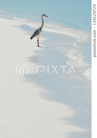 A lone stork stands and hunts on the white sand of the Maldives coast on a sunny day, blue water all around, small waves 139229729