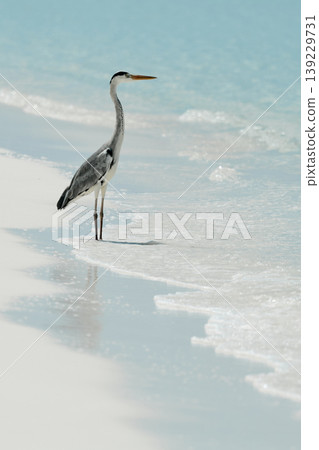 A lone stork stands and hunts on the white sand of the Maldives coast on a sunny day, blue water all around, small waves A lone stork stands and hunts on the white sand of the Maldives coast on a sunny day, blue water all around, small waves 139229731