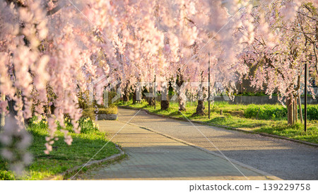 A refreshing morning awaits at the weeping cherry tree-lined Nichu Line in Fukushima Prefecture. A refreshing morning awaits at the weeping cherry tree-lined Nichu Line in Fukushima Prefecture. 139229758